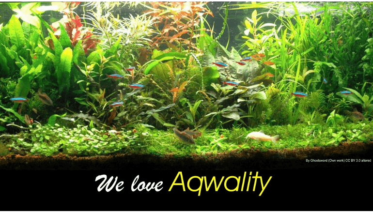 ヨーロッパ初のアクアリウム環境維持装置「Aqwality」 ヨーロッパ初のアクアリウム環境維持装置「Aqwality」