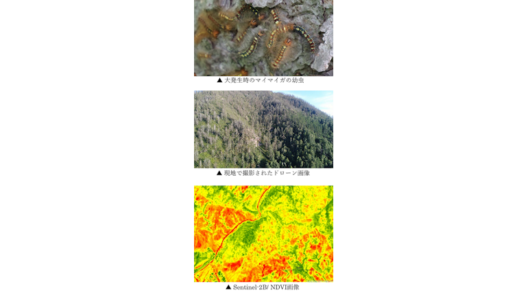 マイマイガによる森林食害の広域発生を特定・予測可能に