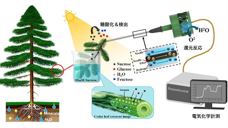 酵素反応による自己発電型の針状バイオセンサで糖輸送を常時見える化
