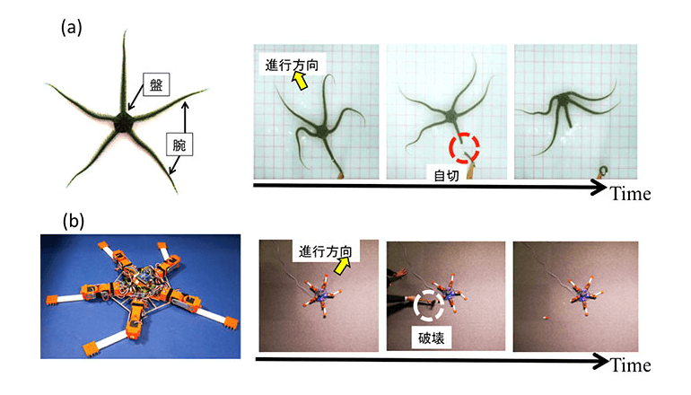 シンプルな数式で移動ロボットがクモヒトデの複雑な動きを表現