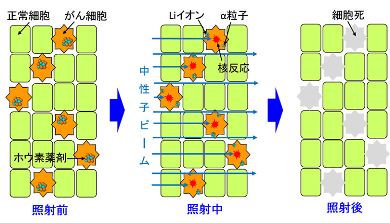 ホウ素薬剤によるがん細胞殺傷効果の違いを解明