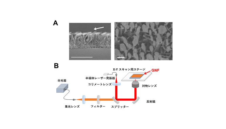 金ナノ粒子を用いた光イメージング技術でがんの生存戦略を明らかに