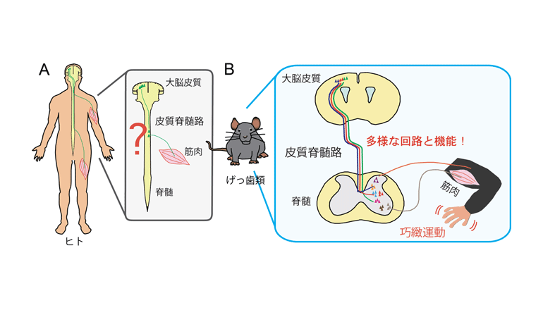 脳と脊髄を結ぶ運動の「神経地図」を発見