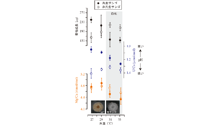 珊瑚礁をともに育む藻の役割が明らかに