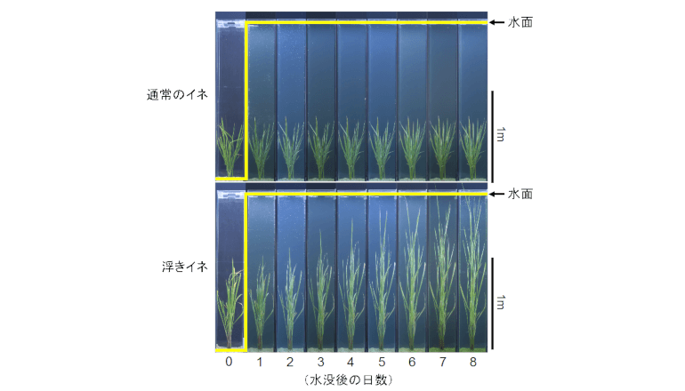 背を伸ばして生き延びる「浮きイネ」の仕組みと起源を解明